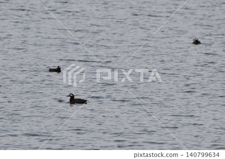 Pigeon Guillemot in Shari Utoro Pigeon Guillemot in Shari Utoro 140799634
