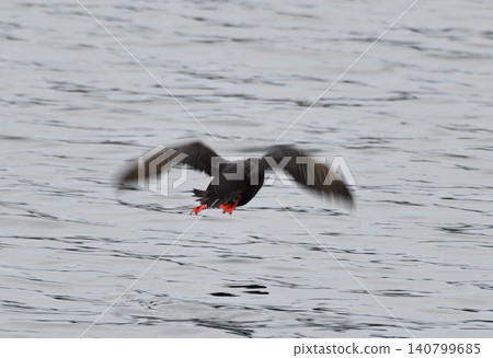 Flying Pigeon Guillemot Flying Pigeon Guillemot 140799685