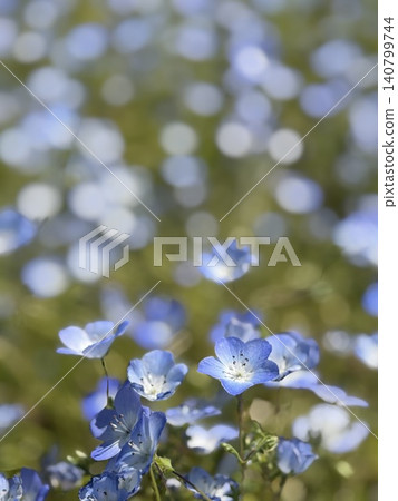 盛開的粉蝶花 140799744