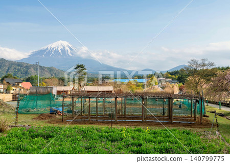 Organic gourd farmland by pink cherry sakura blossom and mt. Fuj Organic gourd farmland by pink cherry sakura blossom and mt. Fuj 140799775