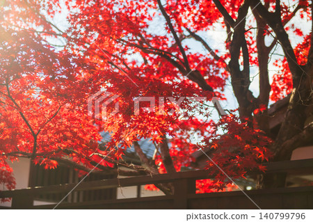 Red maple leaf at Manshuin temple garden in Autumn, Kyoto Red maple leaf at Manshuin temple garden in Autumn, Kyoto 140799796