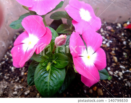 A close-up of vibrant pink vinca flowers and their buds. A close-up of vibrant pink vinca flowers and their buds. 140799830