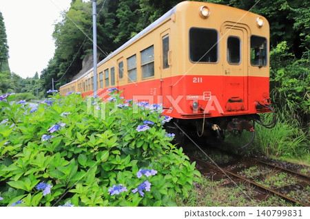 Kominato Railway: "Hydrangeas along the tracks and a KiHa 211 diesel railcar" Kominato Railway: "Hydrangeas along the tracks and a KiHa 211 diesel railcar" 140799831