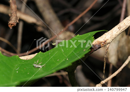 A Japanese acrobat slowly moving across a leaf (Macro photography of Japanese arthropod ecology) A Japanese acrobat slowly moving across a leaf (Macro photography of Japanese arthropod ecology) 140799947