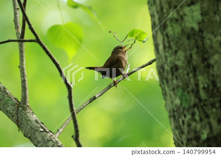 A small brown bird, the wren, sings loudly in the highlands of early summer. A small brown bird, the wren, sings loudly in the highlands of early summer. 140799954