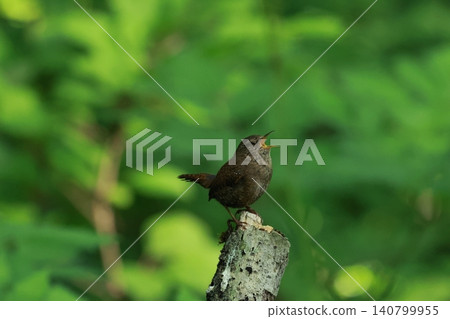 A small brown bird, the wren, sings loudly in the highlands of early summer. A small brown bird, the wren, sings loudly in the highlands of early summer. 140799955