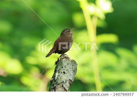 A small brown bird, the wren, sings loudly in the highlands of early summer. A small brown bird, the wren, sings loudly in the highlands of early summer. 140799957