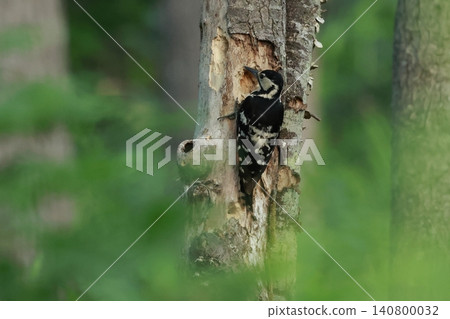 A large woodpecker, the Great Spotted Woodpecker, forages for food by pecking at trees in the highlands in early summer. A large woodpecker, the Great Spotted Woodpecker, forages for food by pecking at trees in the highlands in early summer. 140800032