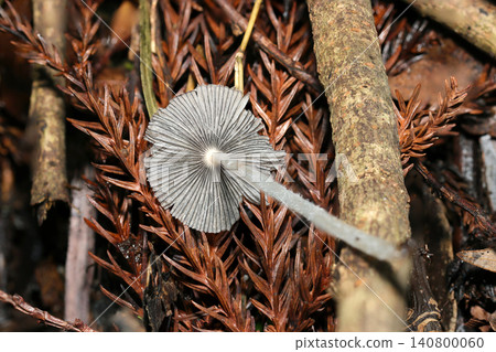 The delicate white gills of the ventral surface of the Coprinus comatus mushroom (a natural fungus of Japan, macro photography of mushroom ecology). 140800060