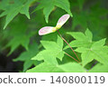 Acer palmatum 140800119