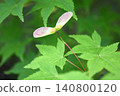 Acer palmatum 140800120