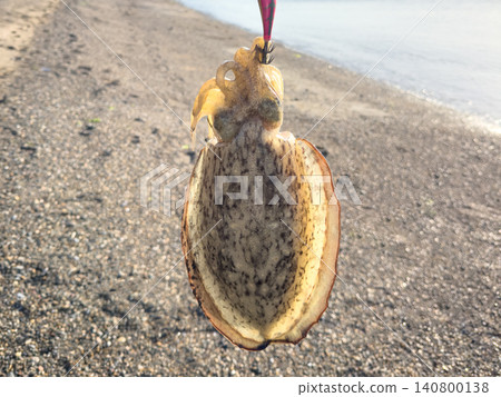 剛捕獲的墨魚 剛捕獲的墨魚 140800138