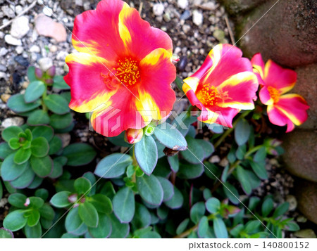 Portulaca flowers bloom in vibrant red and yellow. Portulaca flowers bloom in vibrant red and yellow. 140800152