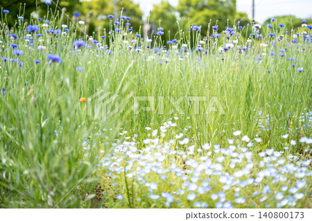 [Toneri Park] A field of tall cornflowers and nemophila flowers bathed in the spring sunlight. 140800173