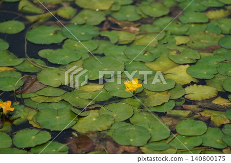 Asaza flowers Asaza flowers 140800175