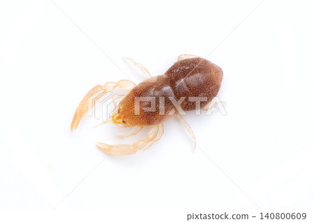 Female persimmon shrimp (a type of shrimp that lives in shells such as pen shells and scallops) Female persimmon shrimp (a type of shrimp that lives in shells such as pen shells and scallops) 140800609