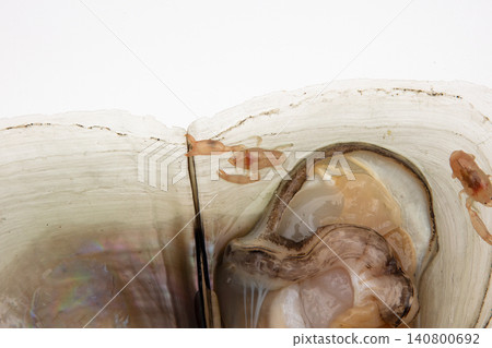Hidden creatures that live in pen shells Hidden creatures that live in pen shells 140800692