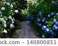 Hydrangeas at Meigetsuin Temple in Kamakura: Meigetsuin Blue 140800851