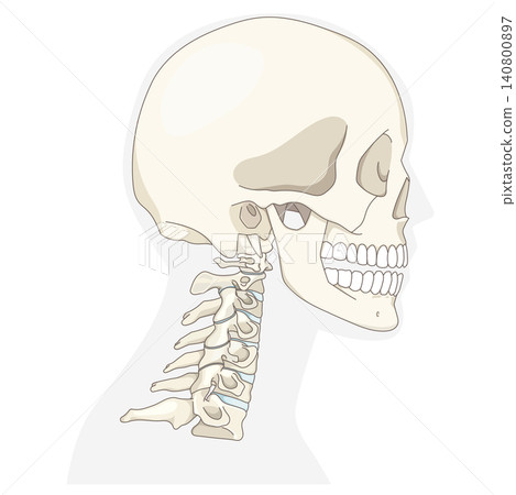 Anatomical illustration showing the skull and cervical vertebrae in a side view. Anatomical illustration showing the skull and cervical vertebrae in a side view. 140800897