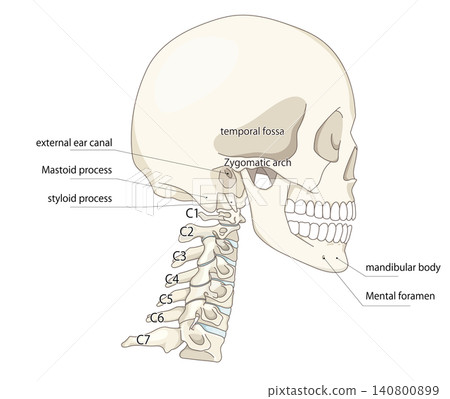 Anatomical illustration showing the skull and cervical vertebrae in a side view. Anatomical illustration showing the skull and cervical vertebrae in a side view. 140800899