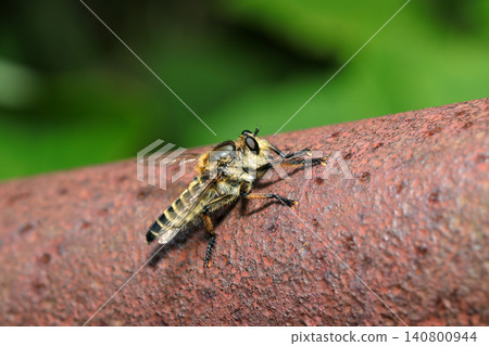 A robber fly adult on a rusty red railing (Macro photography of insect ecology in the Japanese outdoor field) 140800944