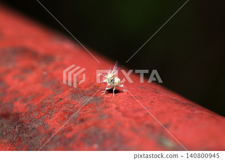 A cute tortoiseshell planthopper larva with its tail hairs standing on a red railing (Macro photography of Japanese insect ecology) 140800945