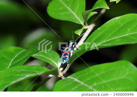 A metallic, vividly colored tiger beetle among the green leaves of the forest (Macro photography of insect ecology in the Japanese outdoor field) A metallic, vividly colored tiger beetle among the green leaves of the forest (Macro photography of insect ecology in the Japanese outdoor field) 140800946