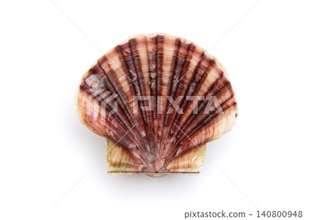 Pectinidae Pectinidae 140800948
