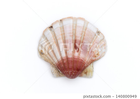 Pectinidae Pectinidae 140800949