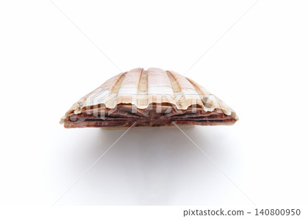 Pectinidae Pectinidae 140800950
