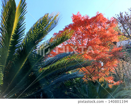 Cycads and autumn leaves Cycads and autumn leaves 140801194