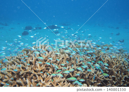 Underwater photos of a school of damselfish in the coral reefs of Zamami Island. Underwater photos of a school of damselfish in the coral reefs of Zamami Island. 140801330