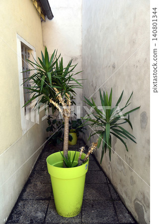 closeup of yucca plant in a pot closeup of yucca plant in a pot 140801344