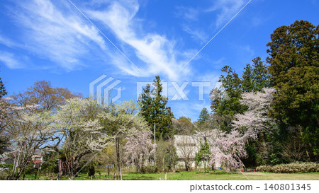 Isasumi Shrine Takamagahara: Kamidai Cherry Blossoms and Blue Sky, Fukushima Prefecture Isasumi Shrine Takamagahara: Kamidai Cherry Blossoms and Blue Sky, Fukushima Prefecture 140801345