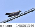 布穀鳥 140801349