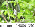 布穀鳥 140801350