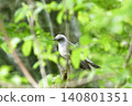 布穀鳥 140801351