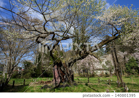 伊佐澄神社高天原,神樹:神代櫻花,福島縣 伊佐澄神社高天原,神樹:神代櫻花,福島縣 140801395