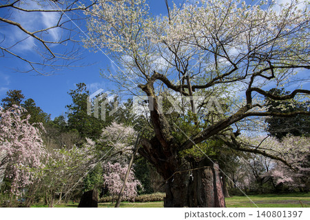 伊佐澄神社高天原,神樹:神代櫻花,福島縣 伊佐澄神社高天原,神樹:神代櫻花,福島縣 140801397