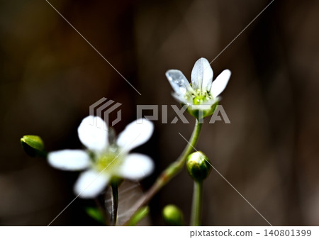繁縷(Stellaria media)的小花 繁縷(Stellaria media)的小花 140801399