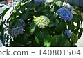 Hydrangea flowers in early summer, photographed with a fisheye lens. 140801504
