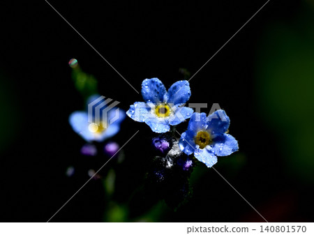 Small flowers of the Ezo purple flower, wet with morning dew. Small flowers of the Ezo purple flower, wet with morning dew. 140801570