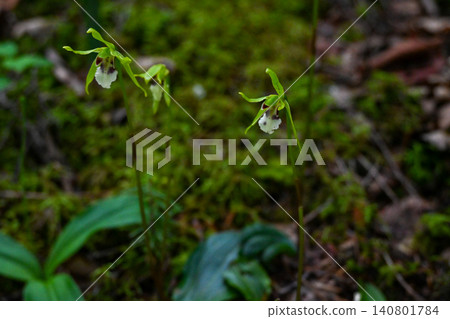 The orchid that blooms in early summer The orchid that blooms in early summer 140801784
