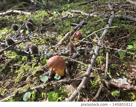 Suillus luteus (a type of mushroom) growing in clusters on the forest floor of Mount Fuji. 140801812