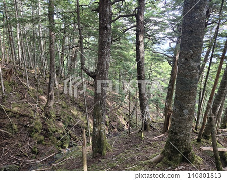 A landscape of the primeval forests of Mt. Fuji during mushroom hunting season. 140801813