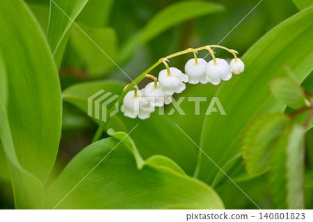 White strings of lily-of-the-valley flowers White strings of lily-of-the-valley flowers 140801823