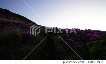 The fully bloomed Rhododendron kiusianum on Mt. Kujuheiji 140801934