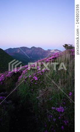 九重平寺山上盛開的杜鵑花(Rhododendron kiusianum)。 九重平寺山上盛開的杜鵑花(Rhododendron kiusianum)。 140801936