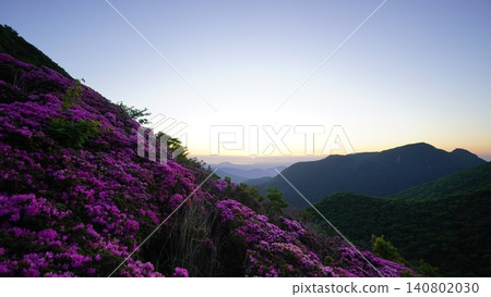 九重平寺山上盛開的杜鵑花（Rhododendron kiusianum）。 140802030