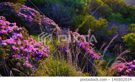 九重平寺山上盛開的杜鵑花(Rhododendron kiusianum)。 九重平寺山上盛開的杜鵑花(Rhododendron kiusianum)。 140802034